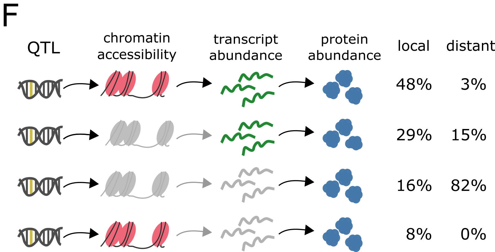 Figure 4F: Graphical overview of the different groups of pQTL where the genetic variation (QTL) influences one or more molecular layers. Molecular layers lacking any impact (i.e., no QTL above LOD >5 with matching haplotype effects) are depicted in gray.